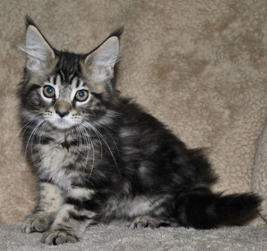 Maine Coon Kittens for Sale & Breeders Near Me Pets4You