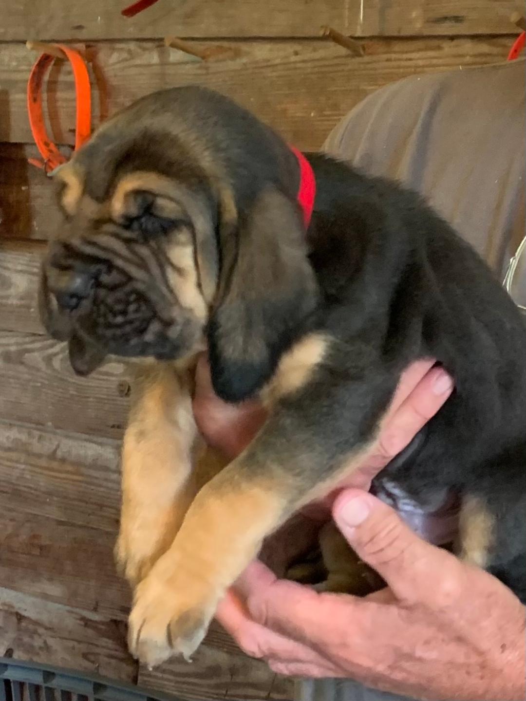 Bloodhound Puppies for Sale & Breeders Near Me Pets4You